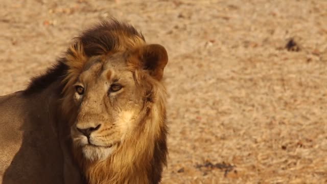The Closest view of Asiatic Original Lion