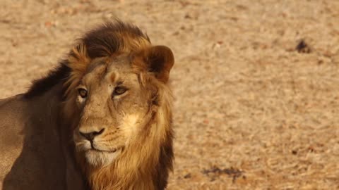 The Closest view of Asiatic Original Lion