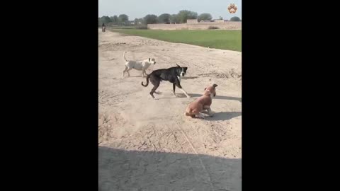 funniest animal series