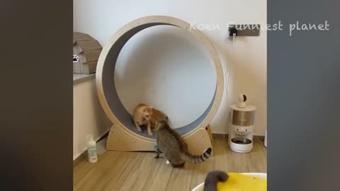 Funny Animal