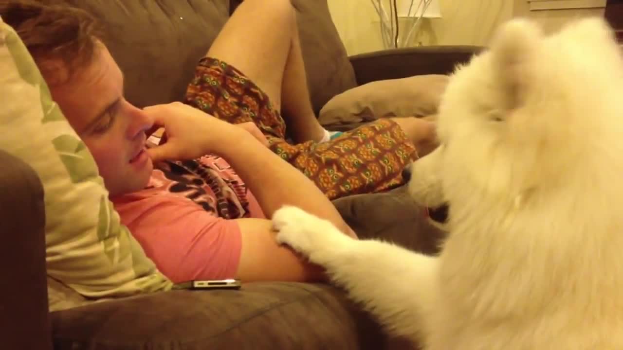 Samoyeds puppy hug.