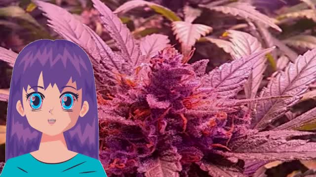 Burnt Sugar Cookies – New 420 Guy Seeds