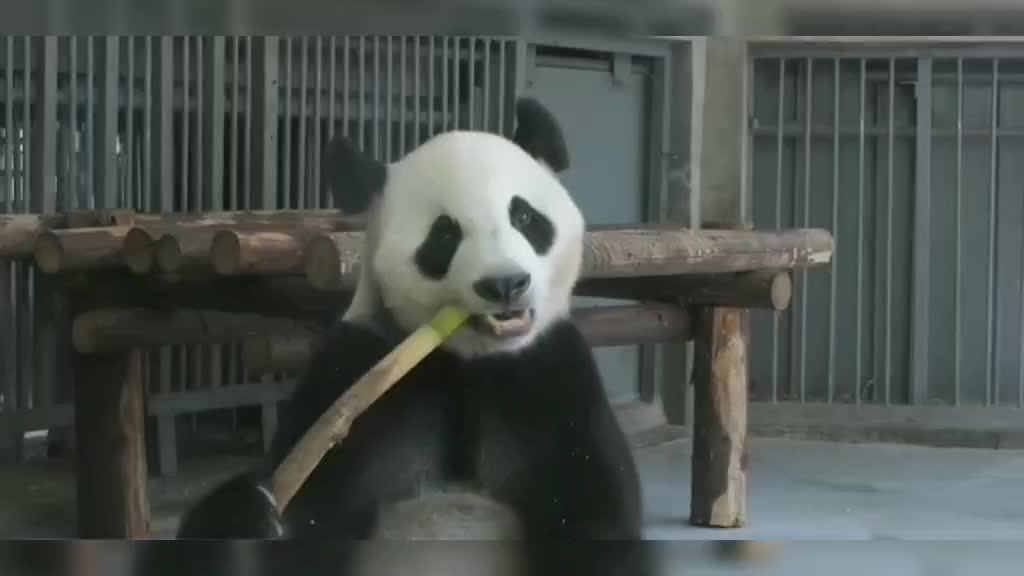 Nature 10 pandas eating bamboo