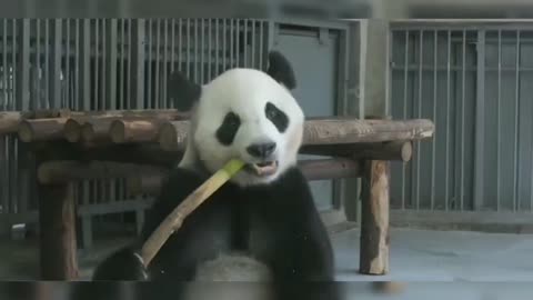 Nature 10 pandas eating bamboo