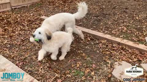 Dogs Play Fight Over a Ball