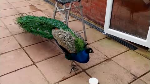 Peacock Vs Cats Compilation