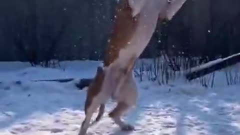 Cute Funny Dog Video 🐕 Baby Dog Funny Video