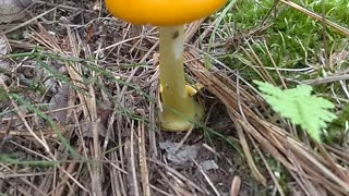 Mushroom