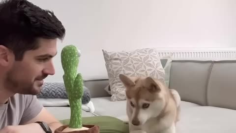 Most amusing husky