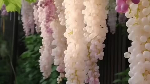Beautiful fruits #short