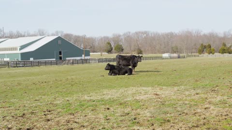 Wide Shot of Cows on Farm