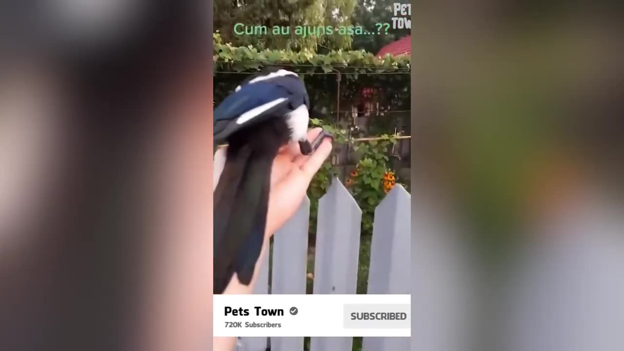 funny animals