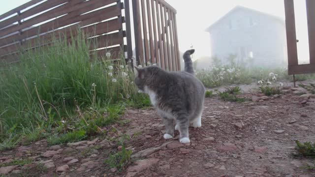 Beautiful video of cats and dogs