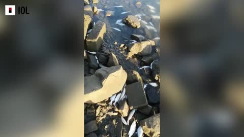 Dead fish in Durban's Blue Lagoon