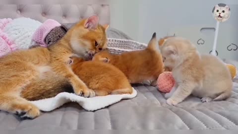 Cute Cat Video | Funny Cat | Cute Kitten | Best Kitten Sound
