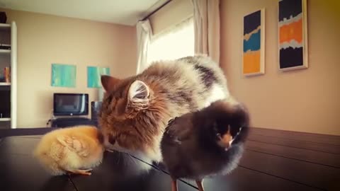 Cat playing with baby chicken