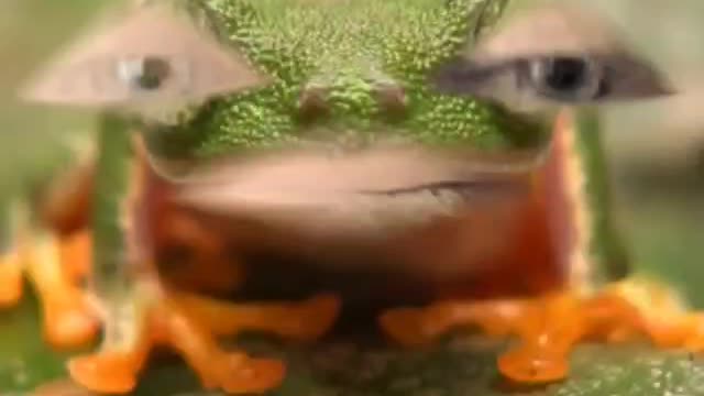 420frog hears terrorism in the forest