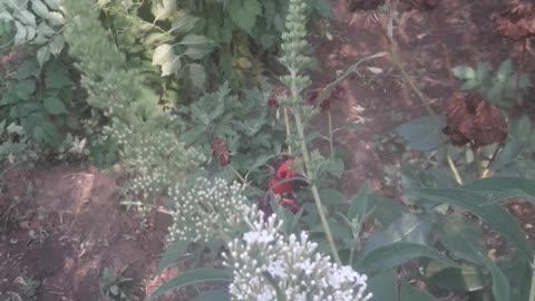 Budleya bloomed