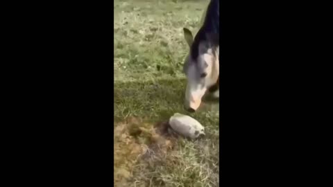 Dog meets turtle