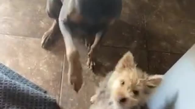 He Knows They Won’t Get A Treat Until They Both Sit 😂