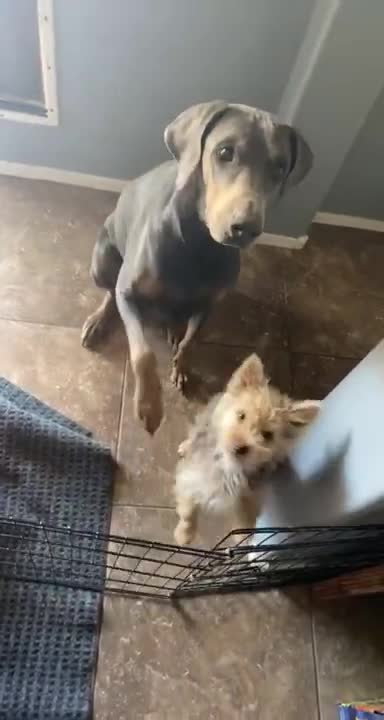 He Knows They Won’t Get A Treat Until They Both Sit 😂