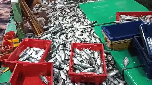 sea ​​fishing boat