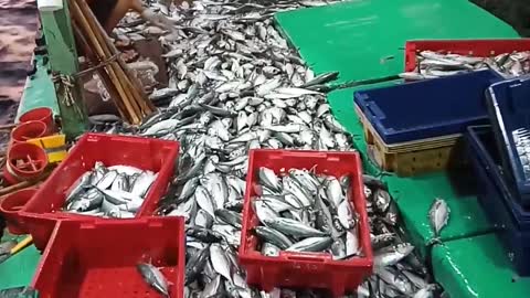 sea ​​fishing boat