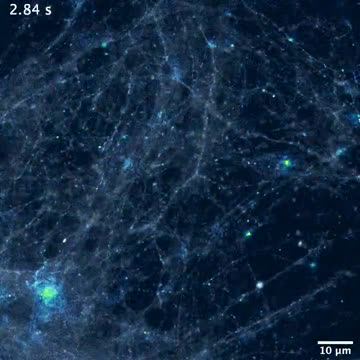 Brain Synapses In Realtime