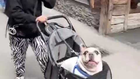 🐶 Funny | Canine Capers: Dogs Are Funny! | FunFM