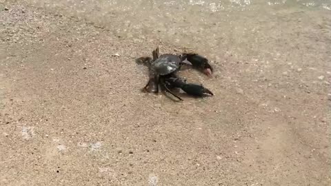 Returning a Lost Crab to the Ocean