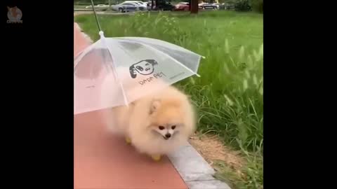 Absolutely Gorgeous Mini Pomeranian | Funny and Cute Pomeranian Videos #9 | CuteVN