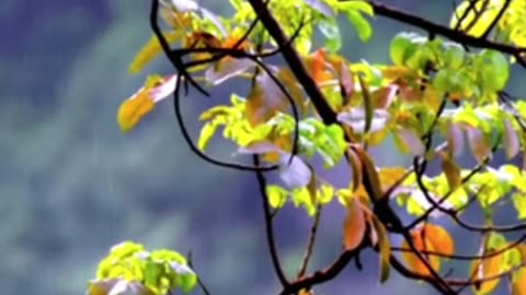 Relaxing Music with Rain Sounds