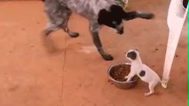 Small dog and big dog 😂😝