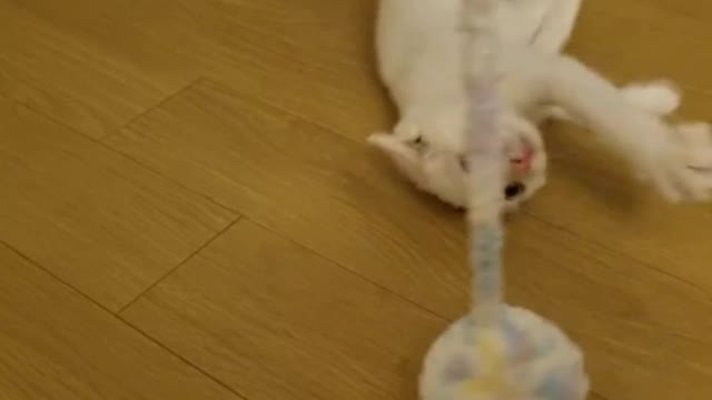 My two-month old kitten playing a ball