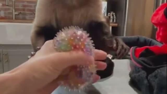A curious monkey is playing with a squeeze ball.