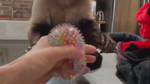 A curious monkey is playing with a squeeze ball.
