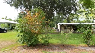 (00165) Part Seven (P) - Moore Haven, Florida! Driving the Hood!