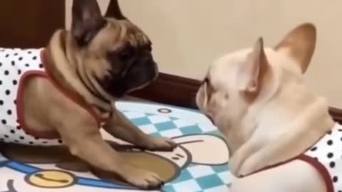 My cutest dog ... read the description