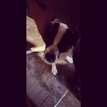 Paraplegic Saint Bernard loves to welcome home owner