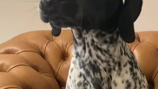 Allow for us to sing for you the song of our people