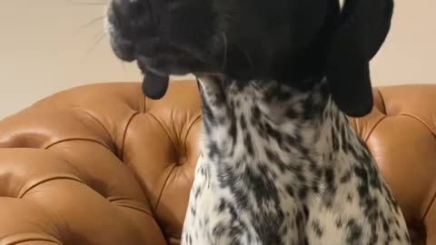 Allow for us to sing for you the song of our people