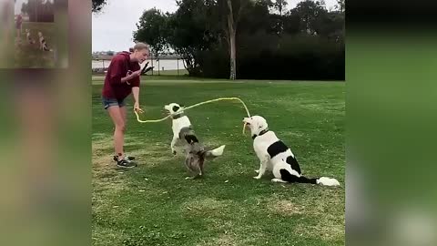 The dog that jumps rope