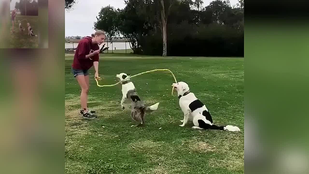 The dog that jumps rope