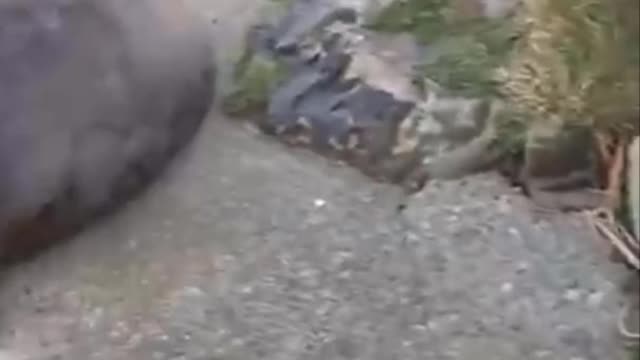 There are sea lions in my backyard!