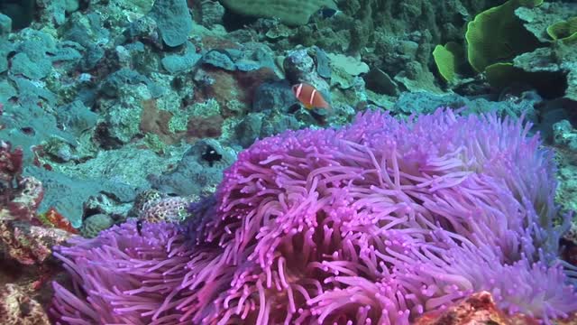 coral