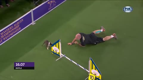 Dog performance