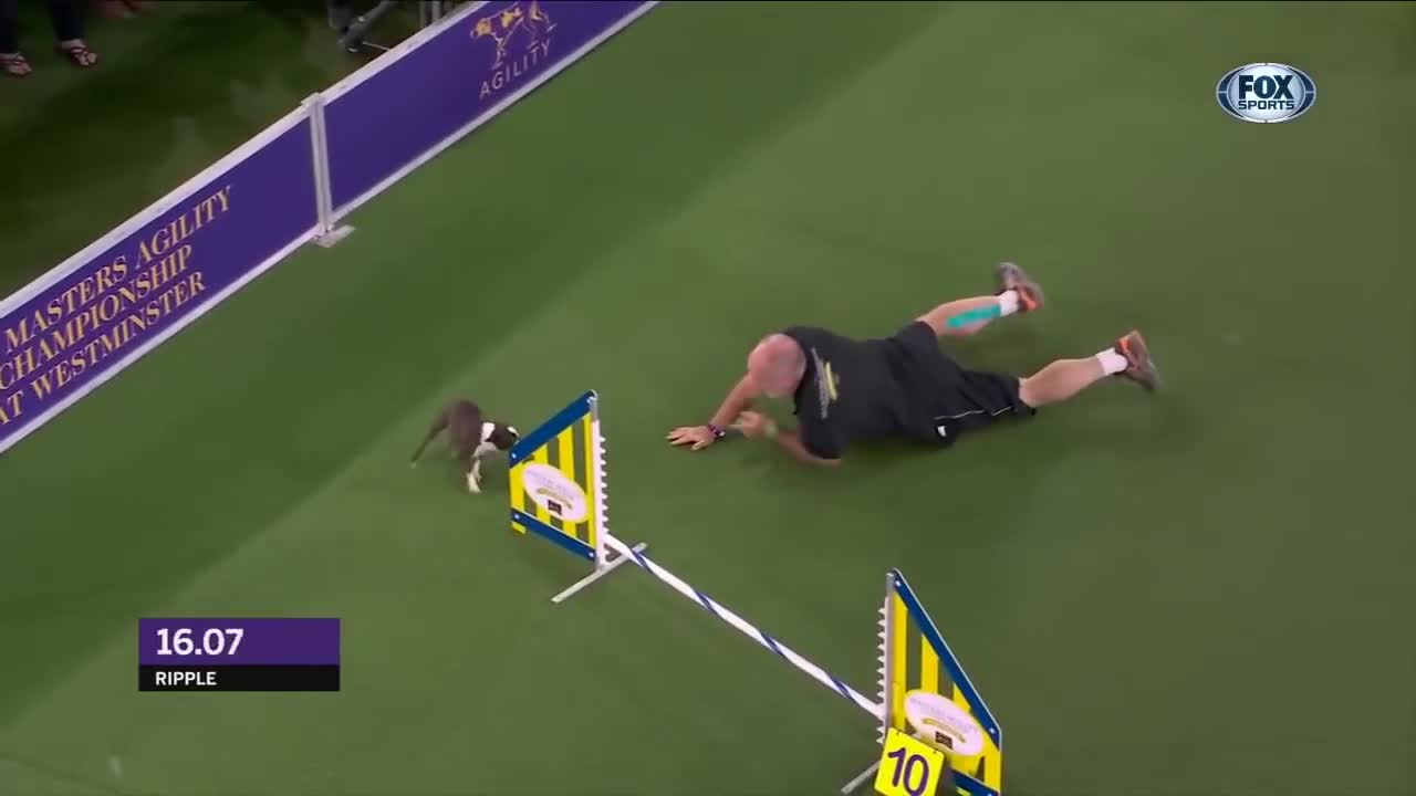 Dog performance