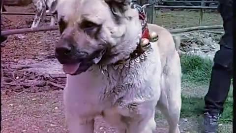 DOG BREEDS THAT CAN DEFEAT WOLVES