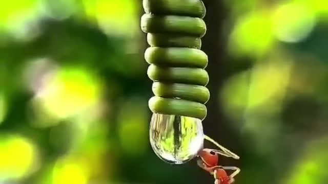 Ant drink water