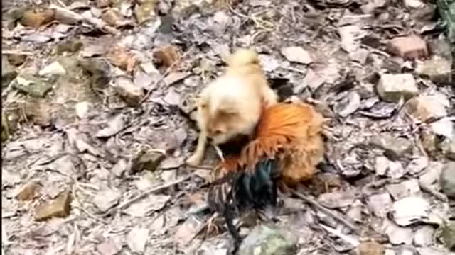 Chicken vs dog funny video 😀😄